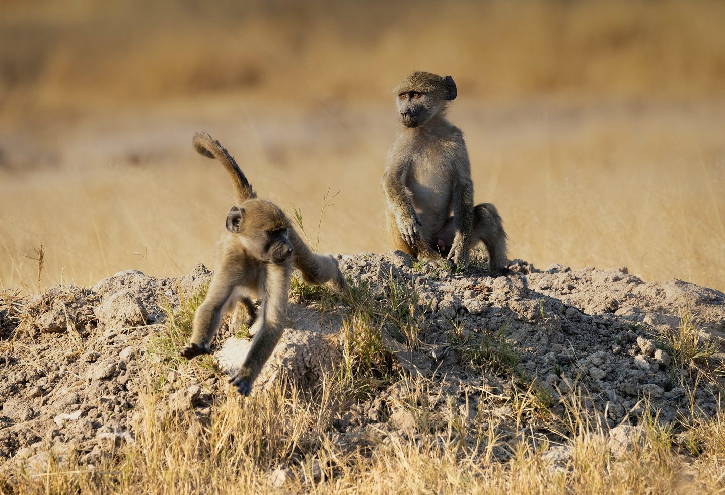  Hwange National Park destination photo