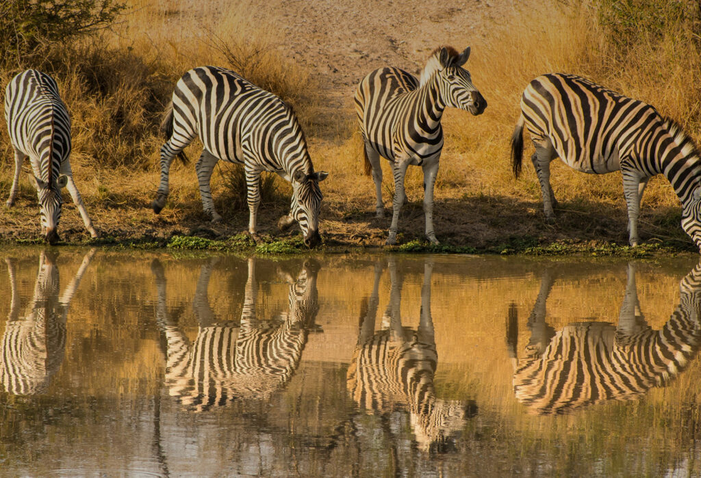  Kruger National Park destination photo