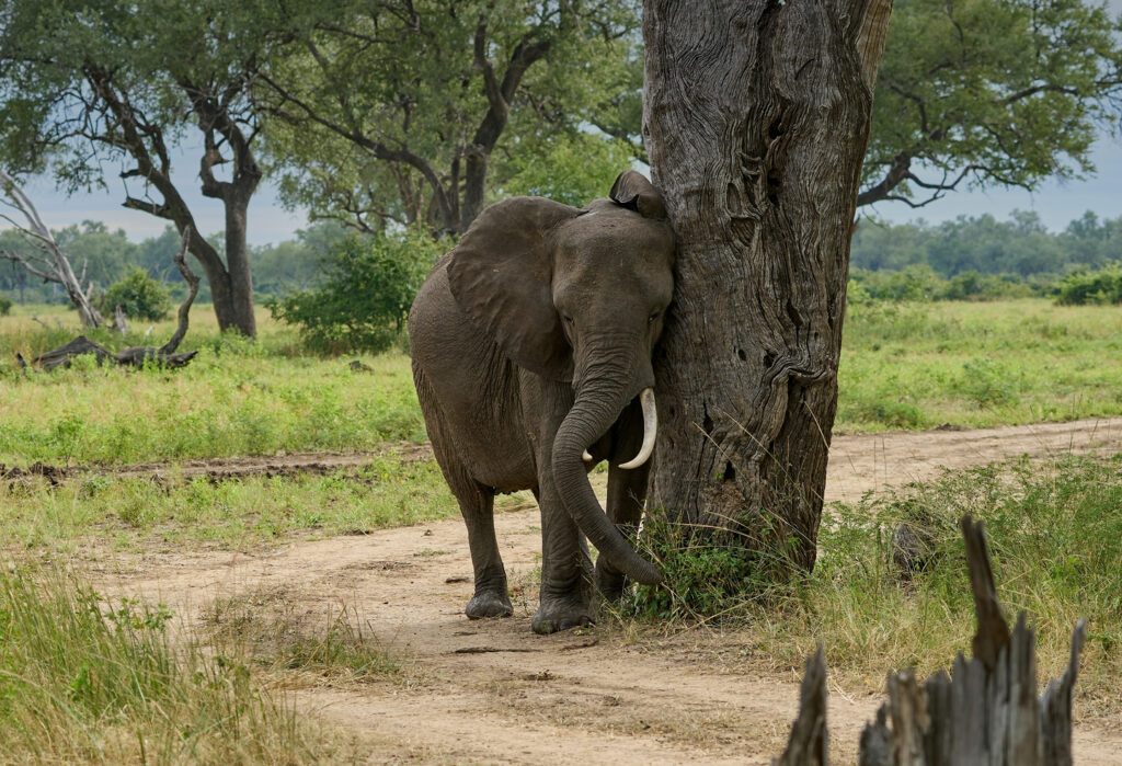 South Luangwa National Park destination photo