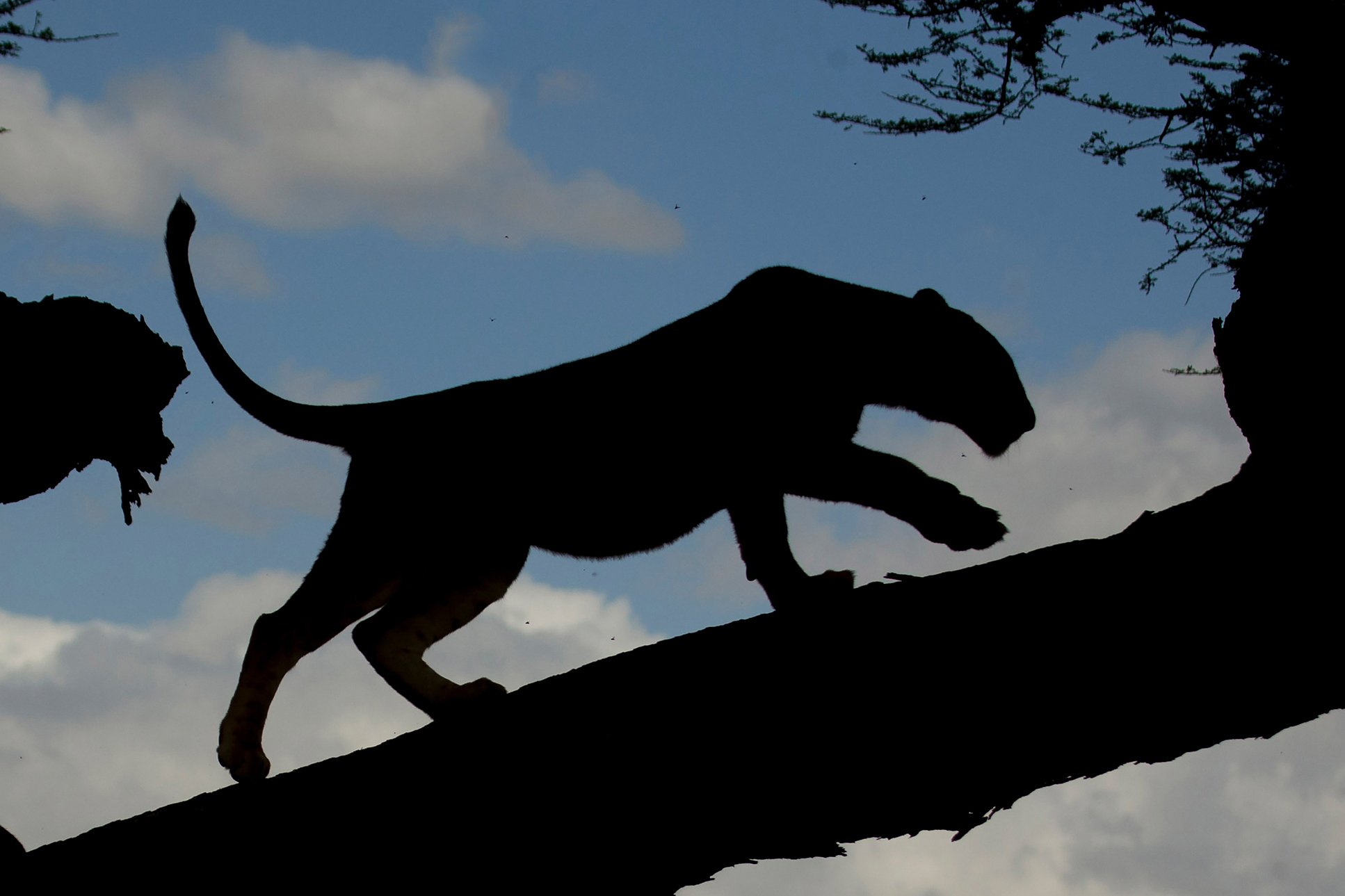 Northern Circuit Short Break - Serengeti