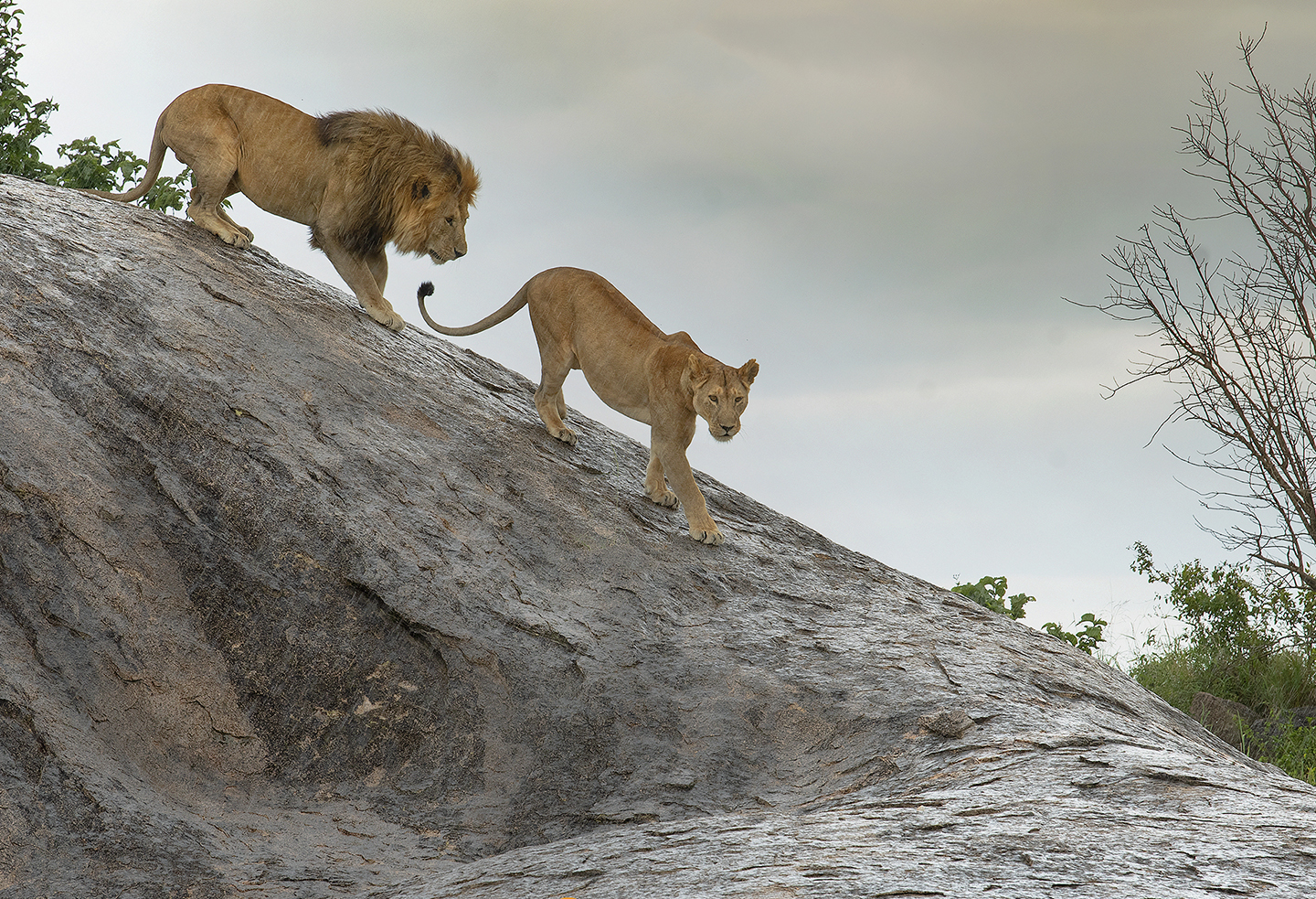 Great Migration Safari - Serengeti