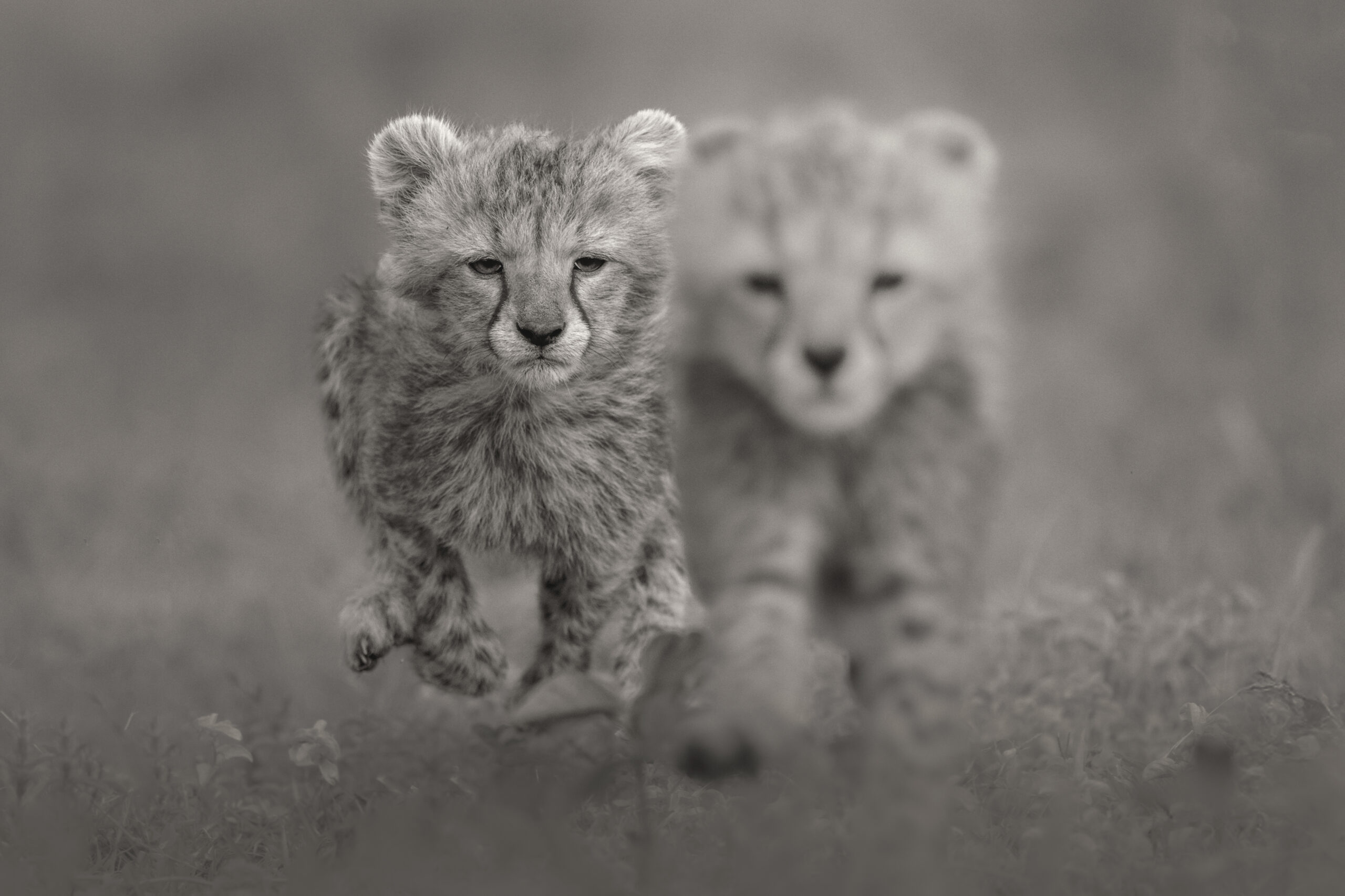 Ndutu Calving Season Safari - Serengeti