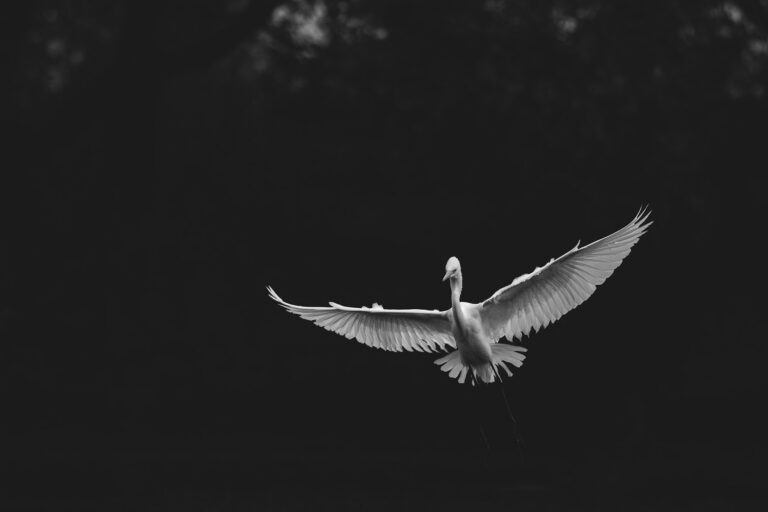 Bharatpur