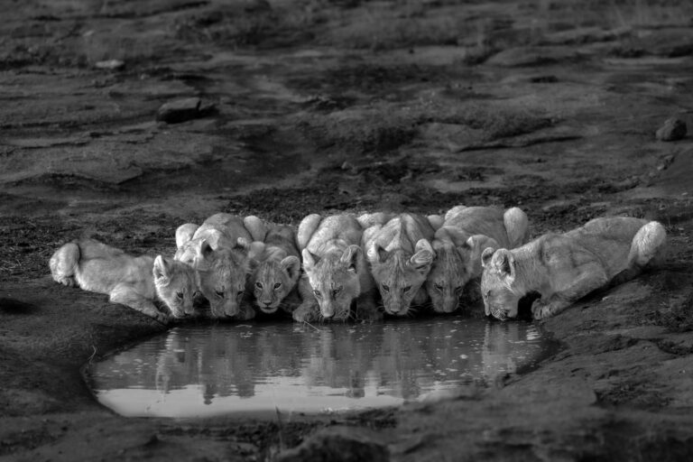 Masai Mara
