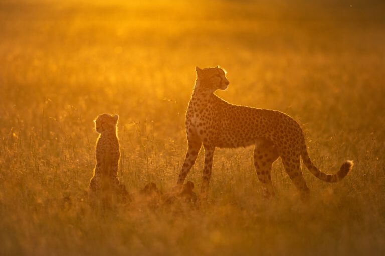 Masai Mara