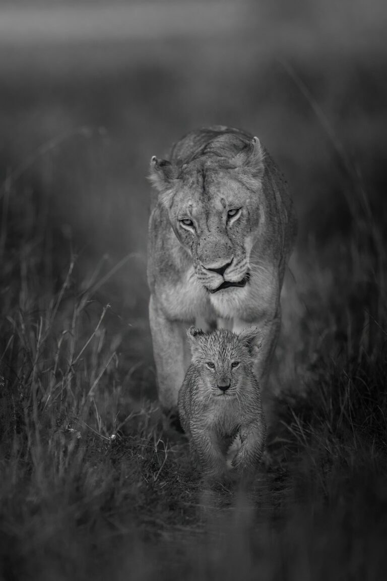 Masai Mara