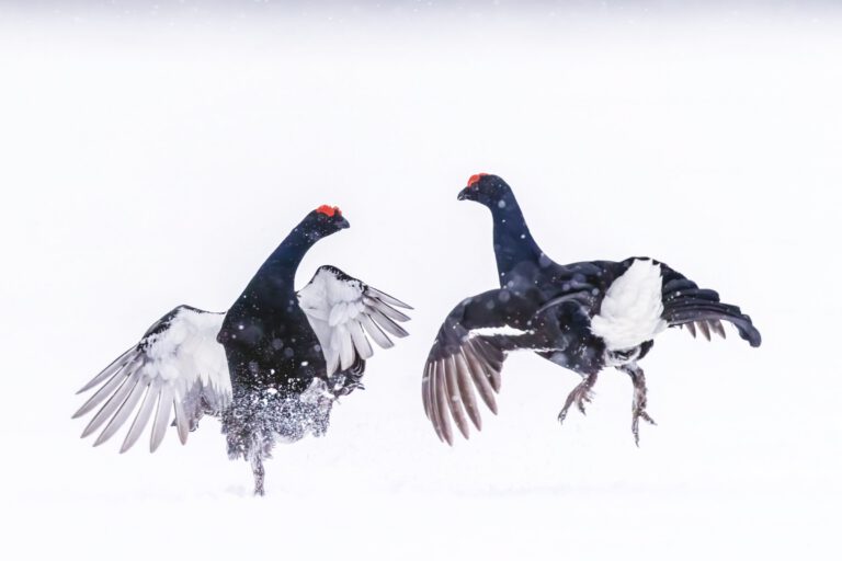 Varanger