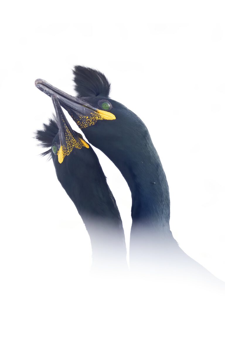 Varanger