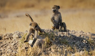  Hwange National Park destination photo