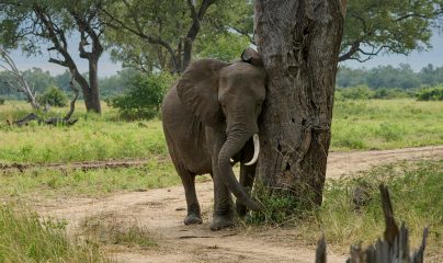 South Luangwa National Park destination photo