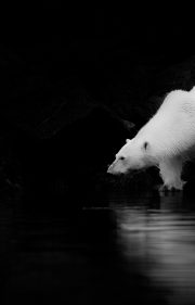 Svalbard safari destination