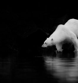 Svalbard safari destination