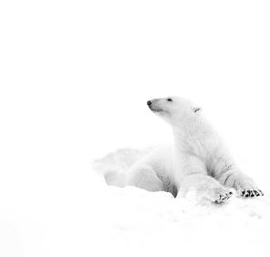 _U4A3449 copy