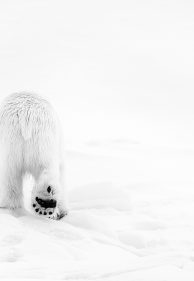 The Art of Slow Travel in the Wild: Why Slowing Down Enhances the Experience